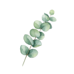 유칼립투스 오일