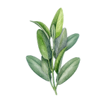 클라리 세이지 오일