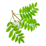 프랑킨센스 오일